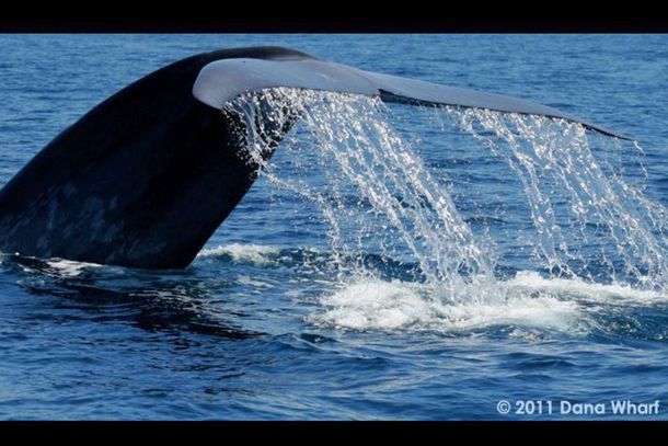 Dana Wharf Sportfishing & Whale Watching
