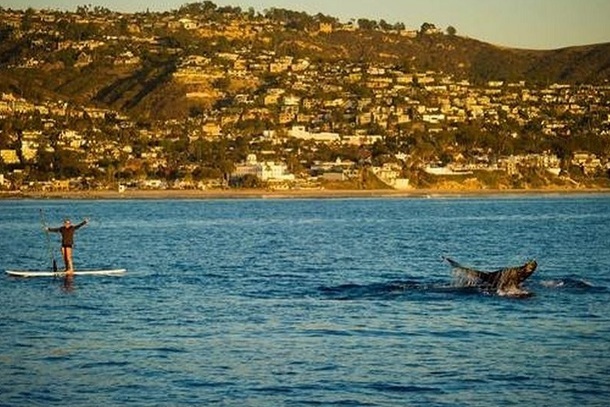 La Vida Laguna Kayak, Paddleboard, Hiking & Biking Tours, and Surfing Lessons