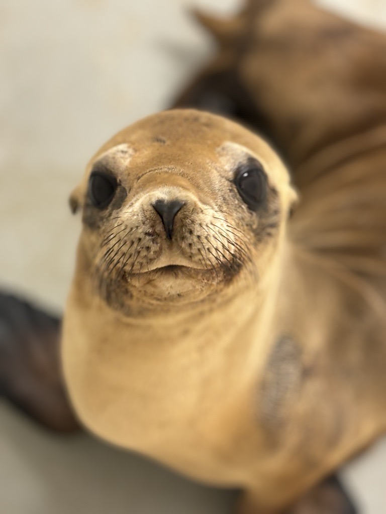Pacific Marine Mammal Center