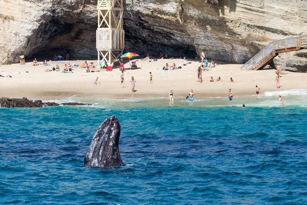 Captain Dave’s Whale Watching With Underwater Viewing