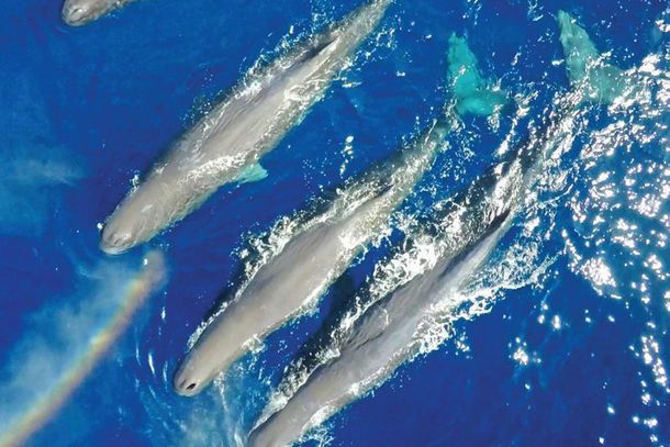 Dana Wharf Sportfishing & Whale Watching