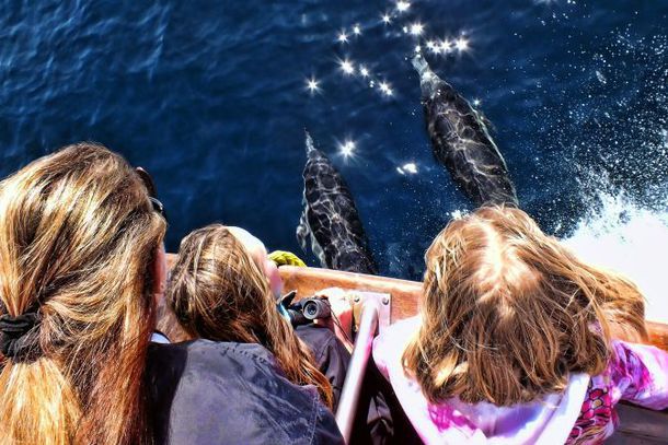 Davey’s Locker/Newport Landing $20 Whale Watching