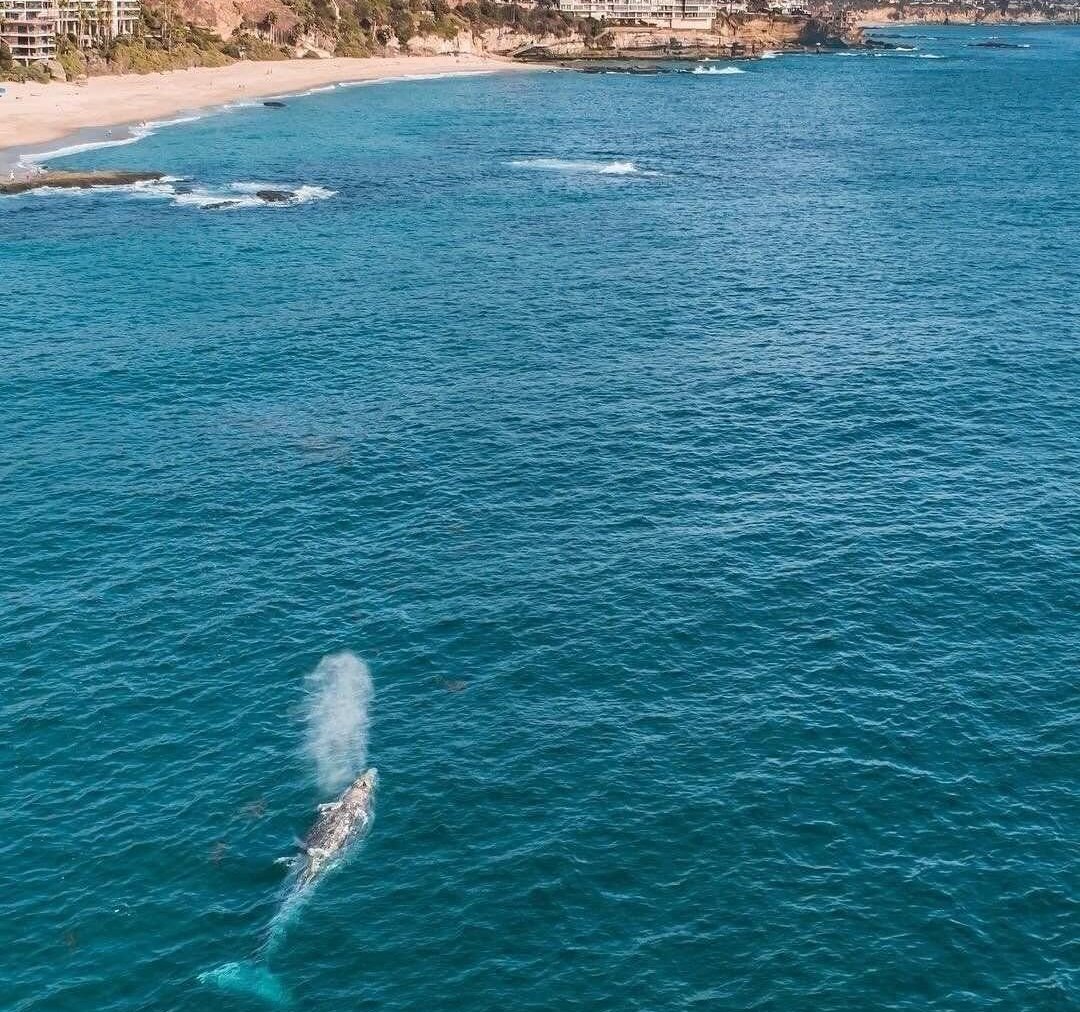 Whale Watching in Laguna Beach