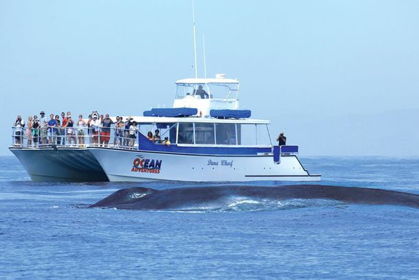 Dana Wharf Sportfishing & Whale Watching