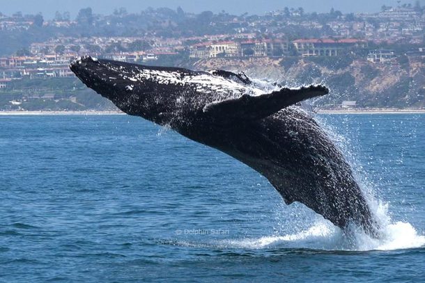 Captain Dave's Whale Watching With Underwater Viewing Captain Dave's Whale Watching With Underwater Viewing