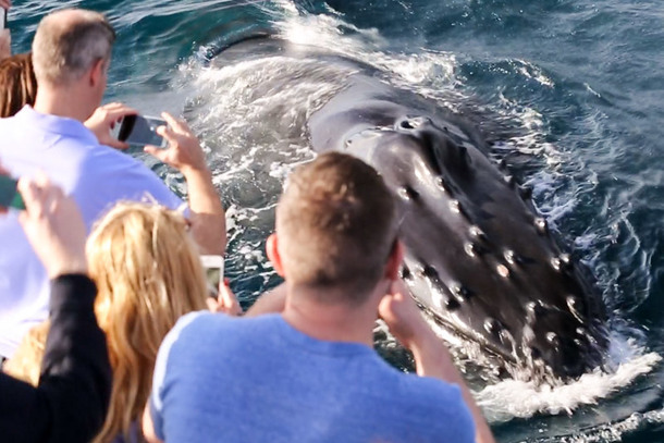 Captain Dave’s Whale Watching With Underwater Viewing