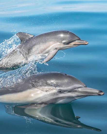 Laguna Beach, the Common Dolphin's Playground