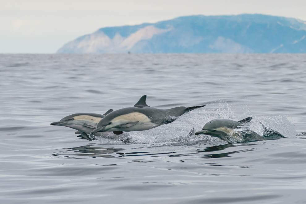 Eco-Friendly Attraction: Dolphin Stampede in Laguna Beach