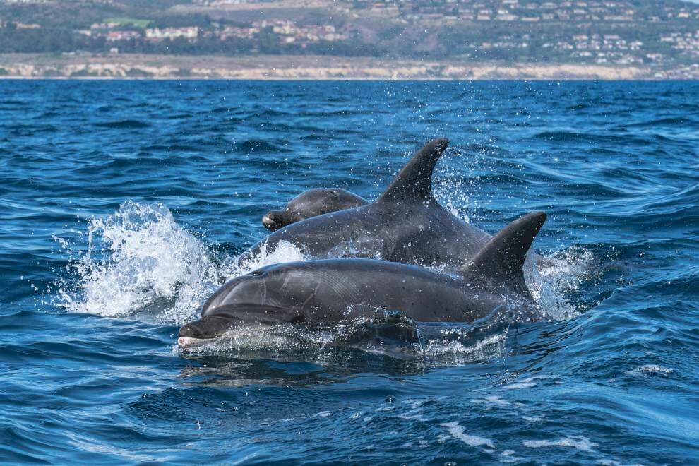 Laguna Beach, the Common Dolphin's Playground
