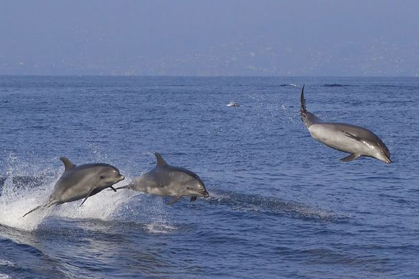 Dana Wharf Sportfishing & Whale Watching