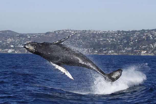 Dana Wharf Sportfishing & Whale Watching