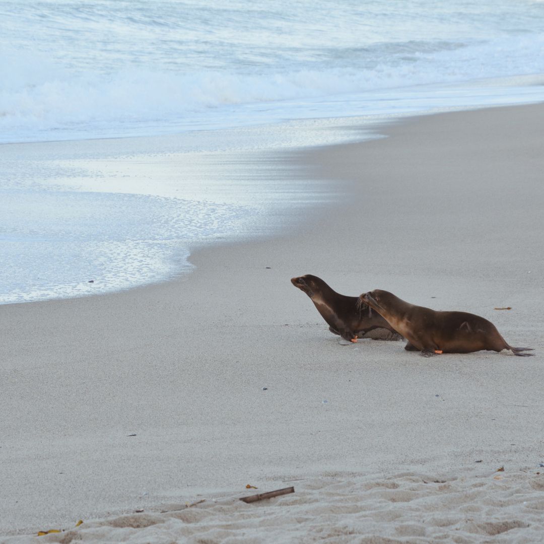 Pacific Marine Mammal Center