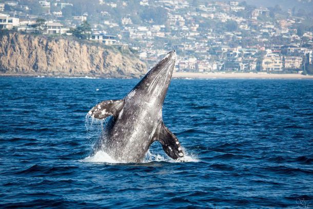 Davey’s Locker/Newport Landing $20 Whale Watching