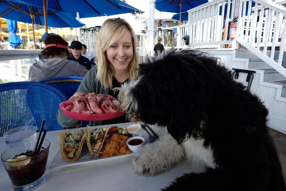 Dog-Friendly Laguna Beach Restaurants Dog-Friendly Laguna Beach Restaurants