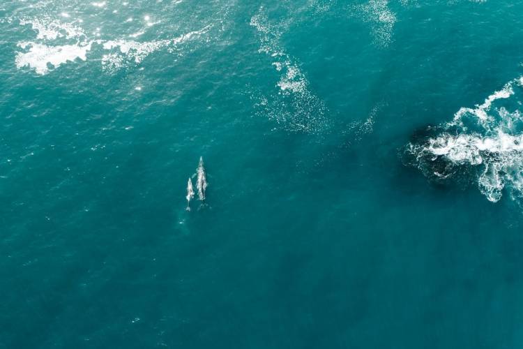 Conservation in Laguna Beach Conservation in Laguna Beach