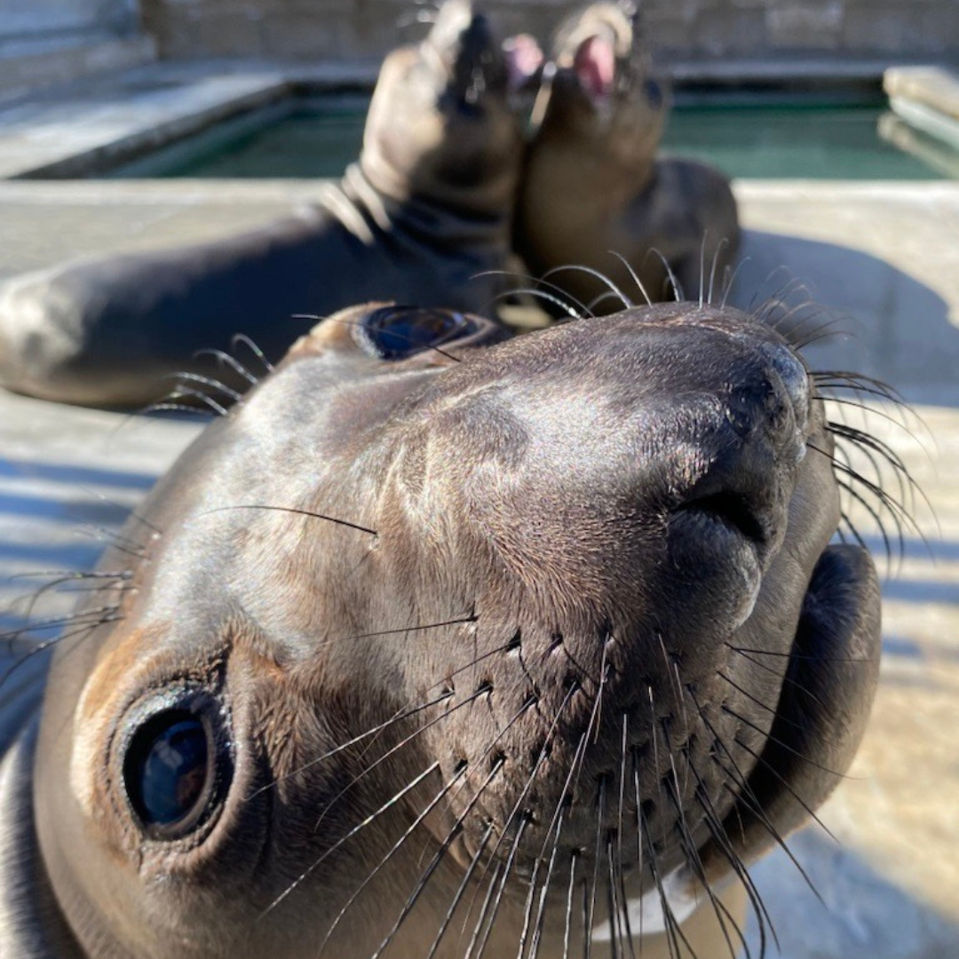 Pacific Marine Mammal Center