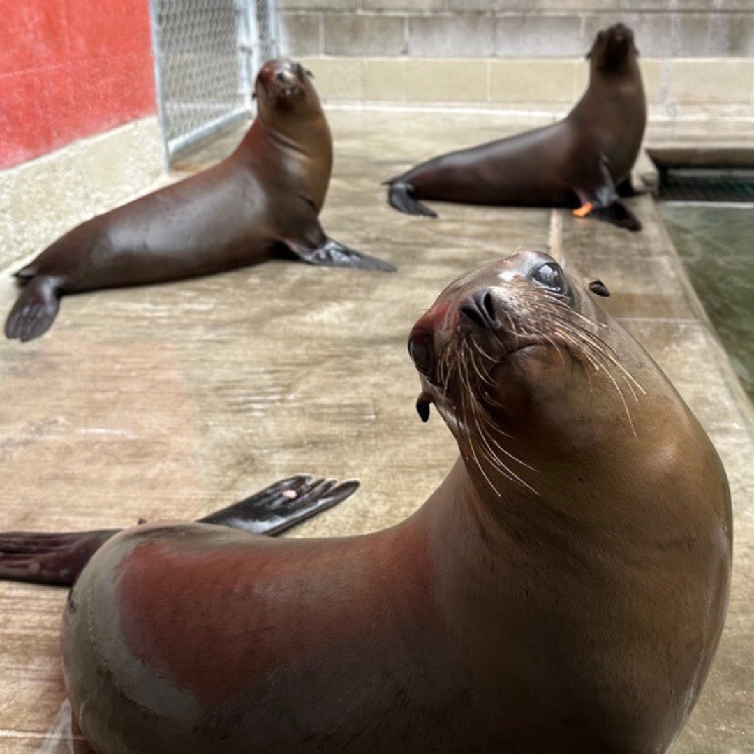 Pacific Marine Mammal Center